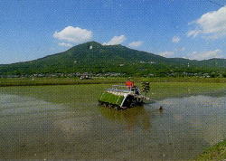 田植え風景