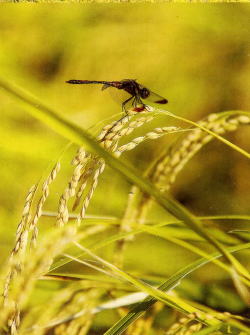 稲にトンボが乗る風景