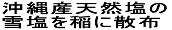 沖縄産天然塩の 雪塩を稲に散布