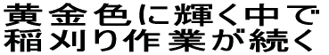 黄金色に輝く中で 稲刈り作業が続く