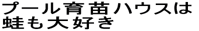 プール育苗ハウスは 蛙も大好き