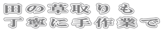 田の草取りも 丁寧に手作業で