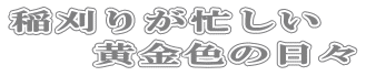 稲刈りが忙しい 黄金色の日々