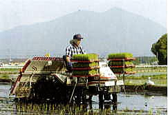 田植え
